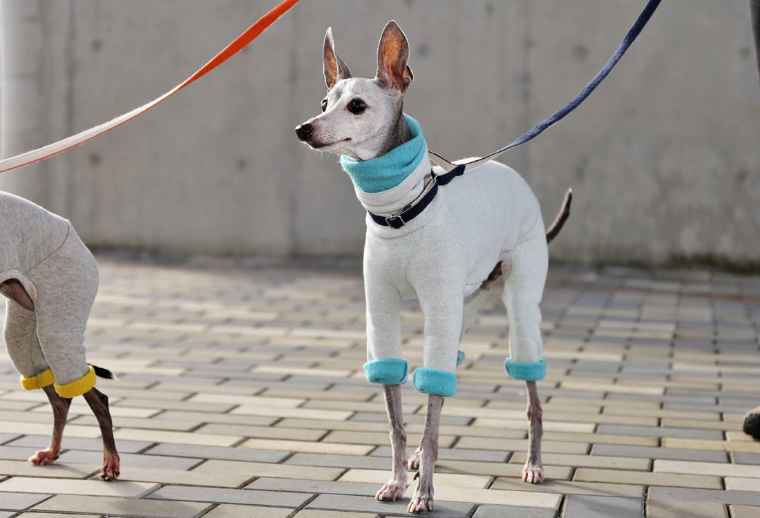 Fluffy soft brushed knit (aqua) - Italian Greyhound Clothes