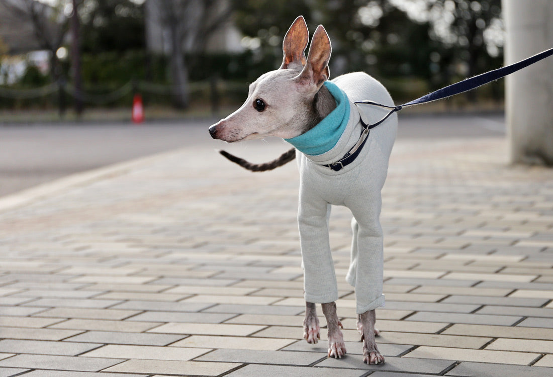 Fluffy soft brushed knit (aqua) - Italian Greyhound Clothes