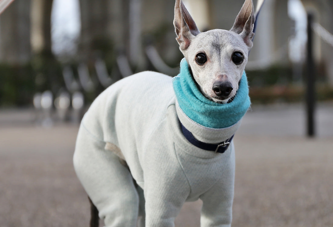 Fluffy soft brushed knit (aqua) - Italian Greyhound Clothes