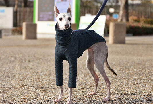 ICHINOMIYA Wool knit (prussian blue) - Italian Greyhound Clothes