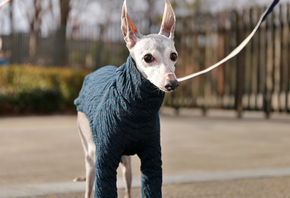 ICHINOMIYA Wool knit (prussian blue) - Italian Greyhound Clothes