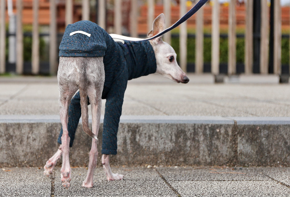 ICHINOMIYA Wool knit (prussian blue) - Italian Greyhound Clothes