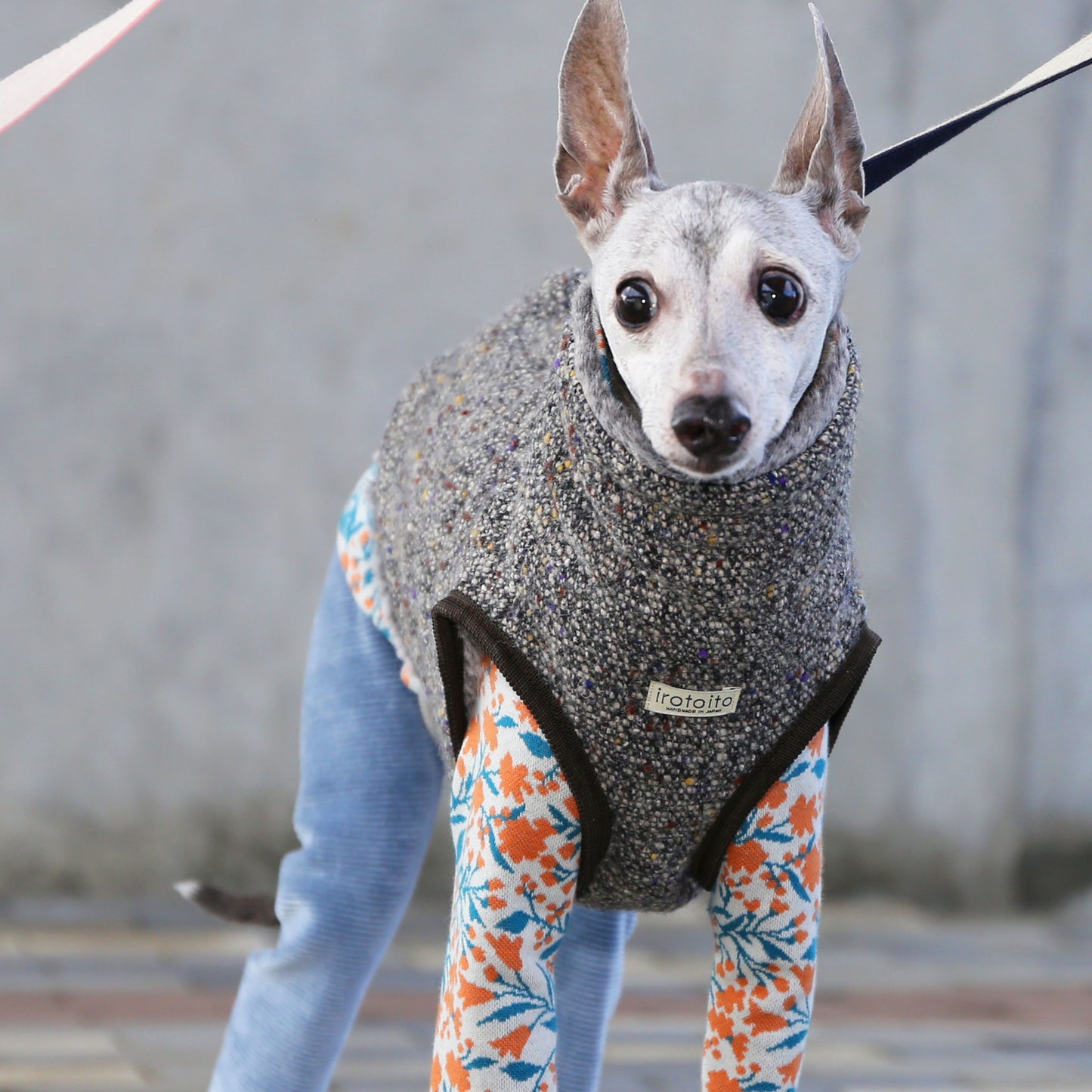 BISHU 1 (Black) - Italian Greyhound Clothes