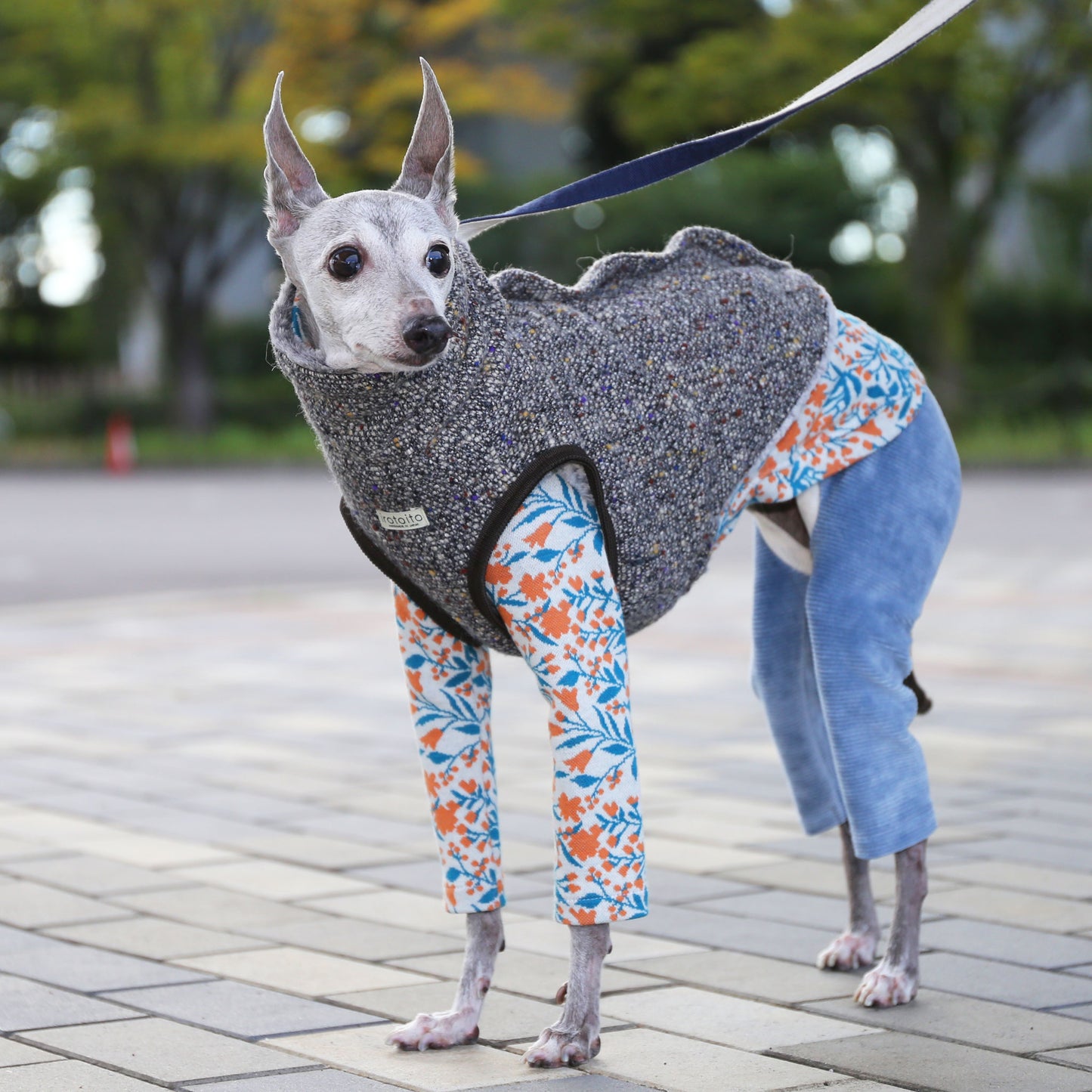 BISHU 1 (Black) - Italian Greyhound Clothes