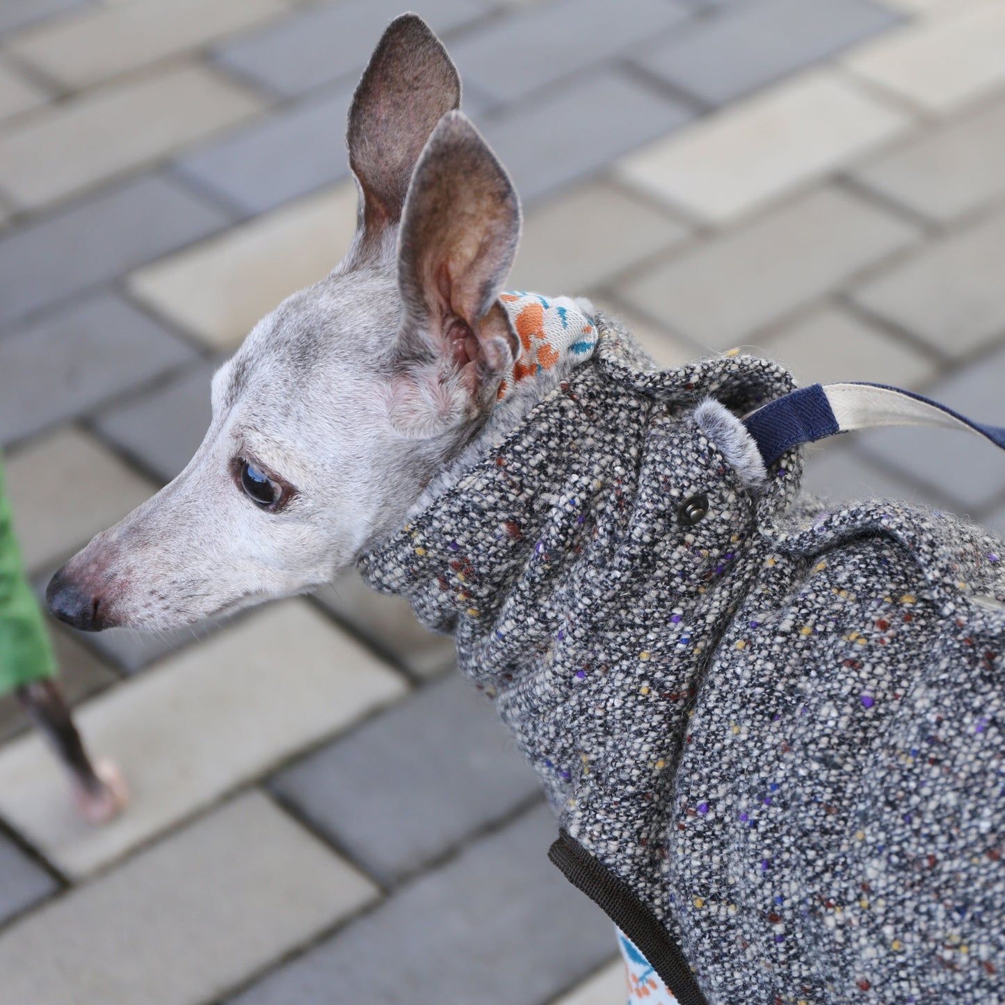 BISHU 1 (Black) - Italian Greyhound Clothes