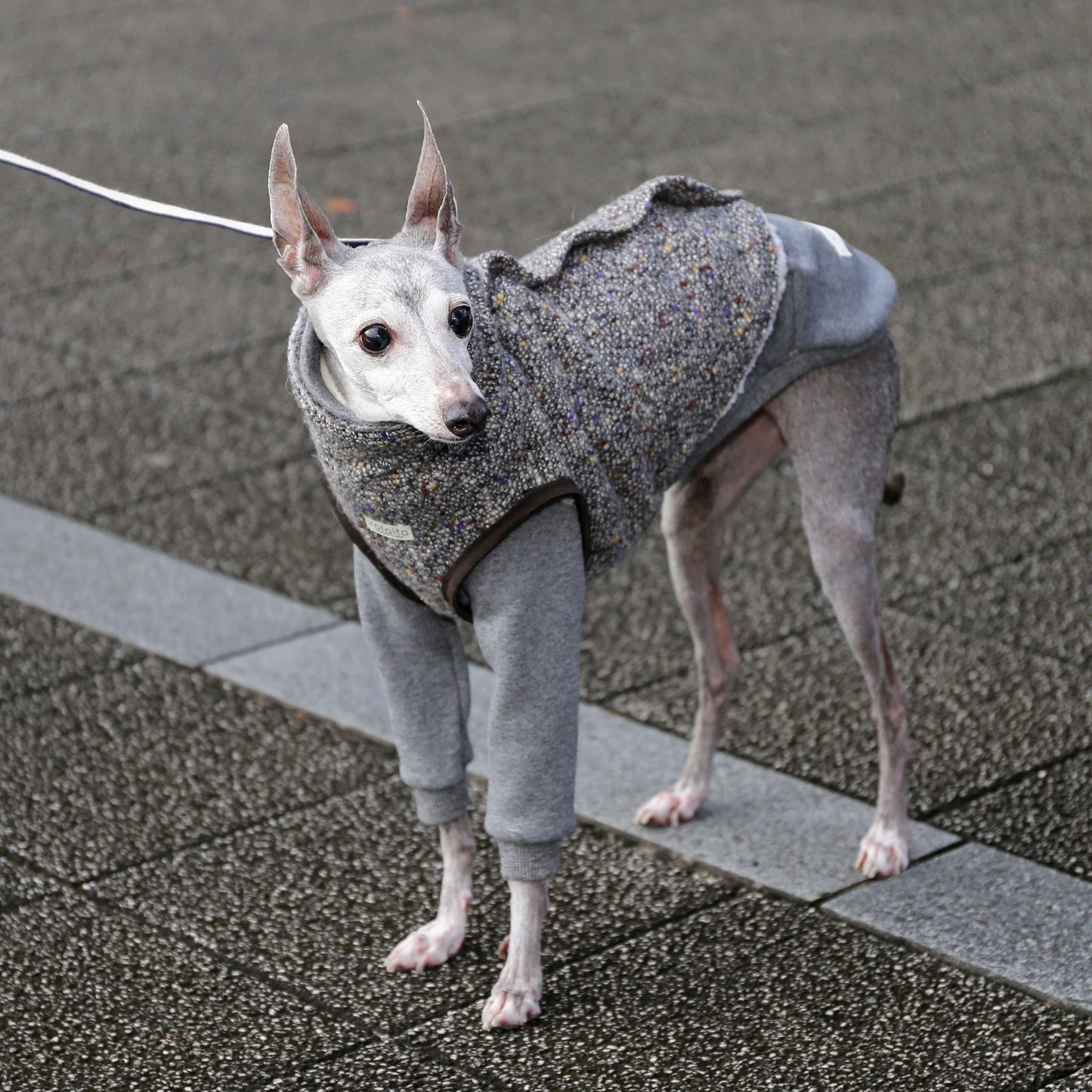 BISHU 1 (Black) - Italian Greyhound Clothes