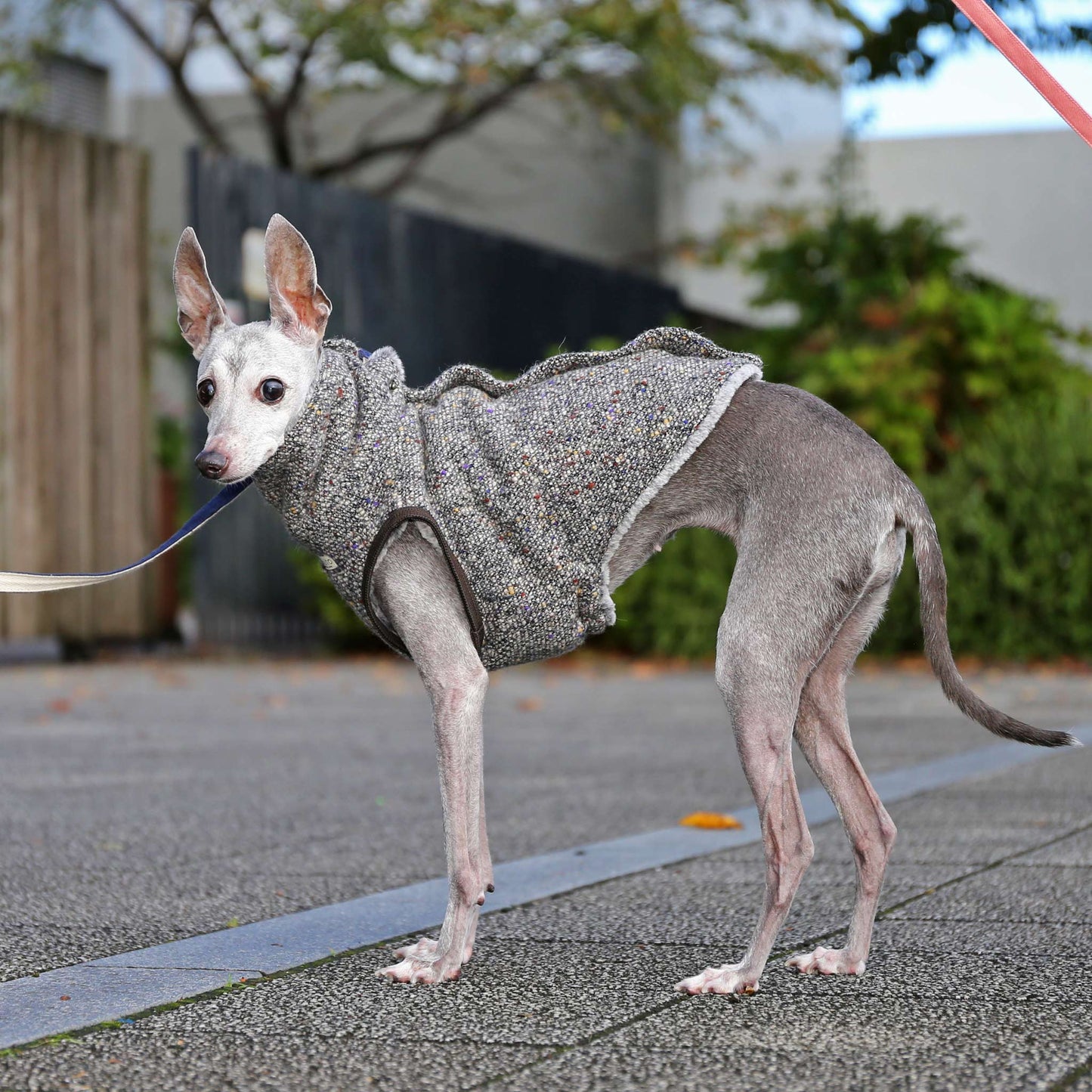 BISHU 1 (Black) - Italian Greyhound Clothes