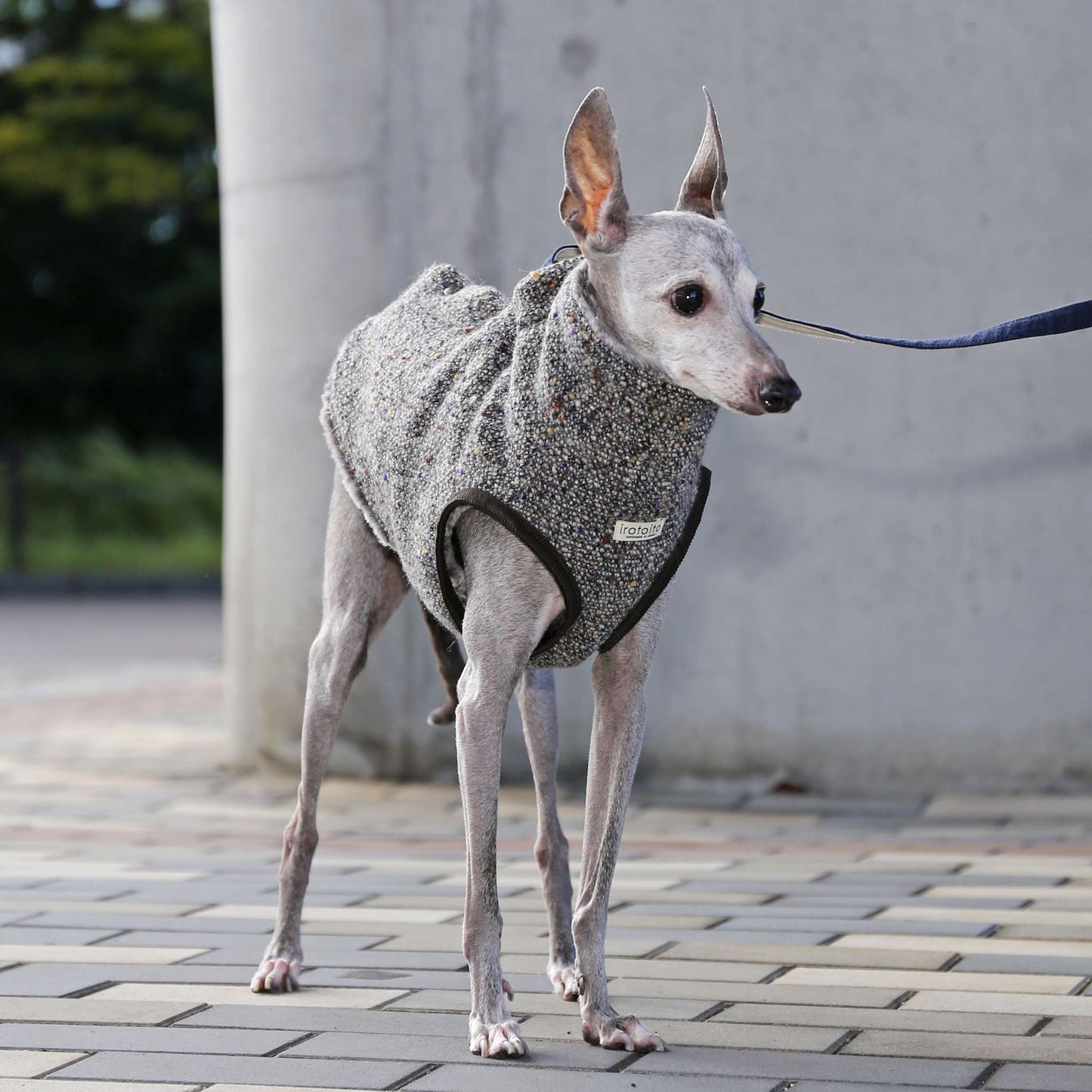 BISHU 1 (Black) - Italian Greyhound Clothes