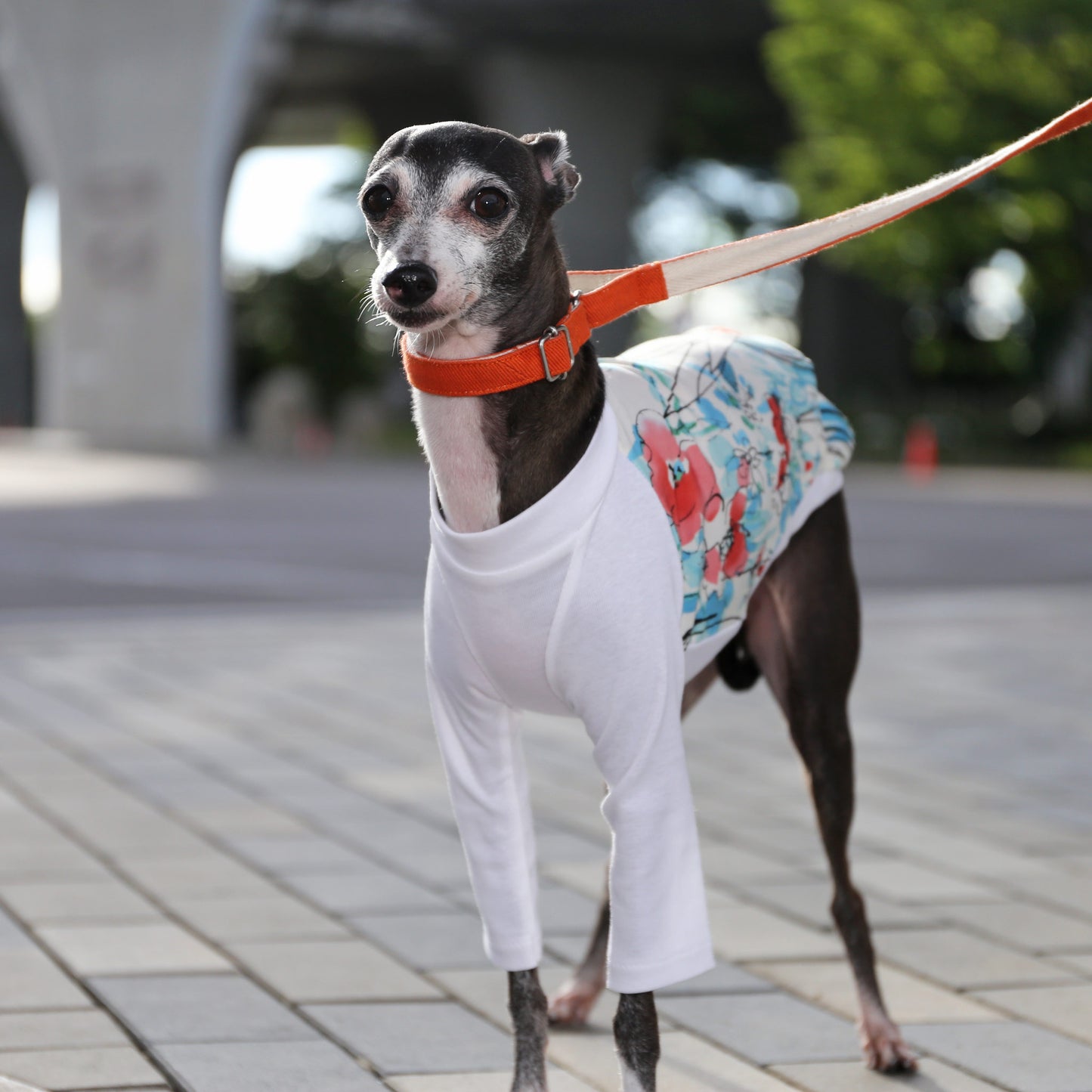 Ester broadcloth (red) - Italian Greyhound Clothes