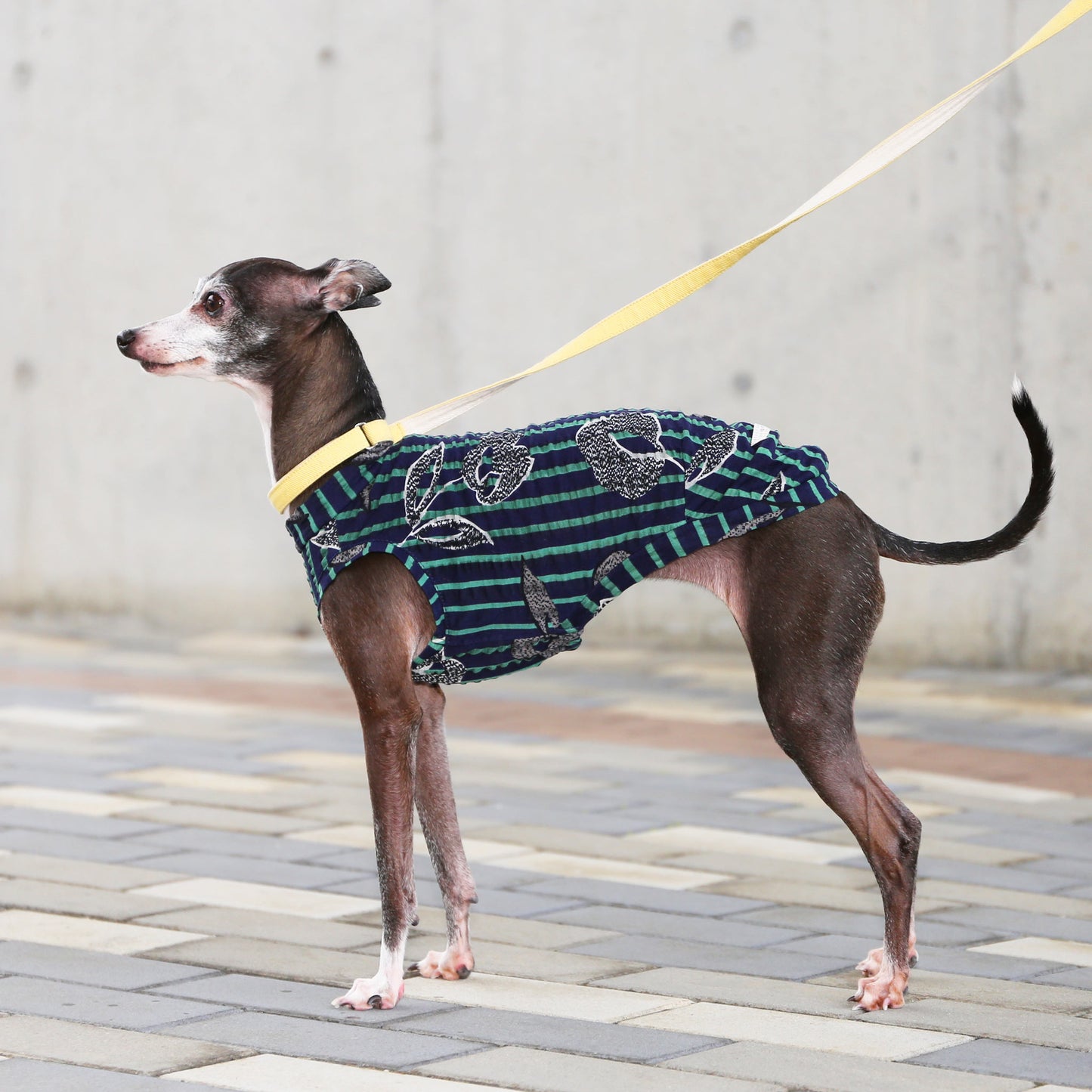 Ripple knit in stripe print (navy) - Italian Greyhound Clothes