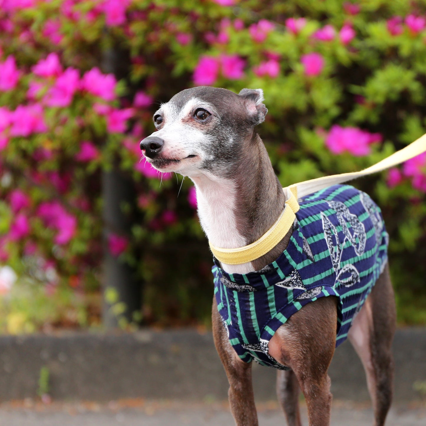 Ripple knit in stripe print (navy) - Italian Greyhound Clothes