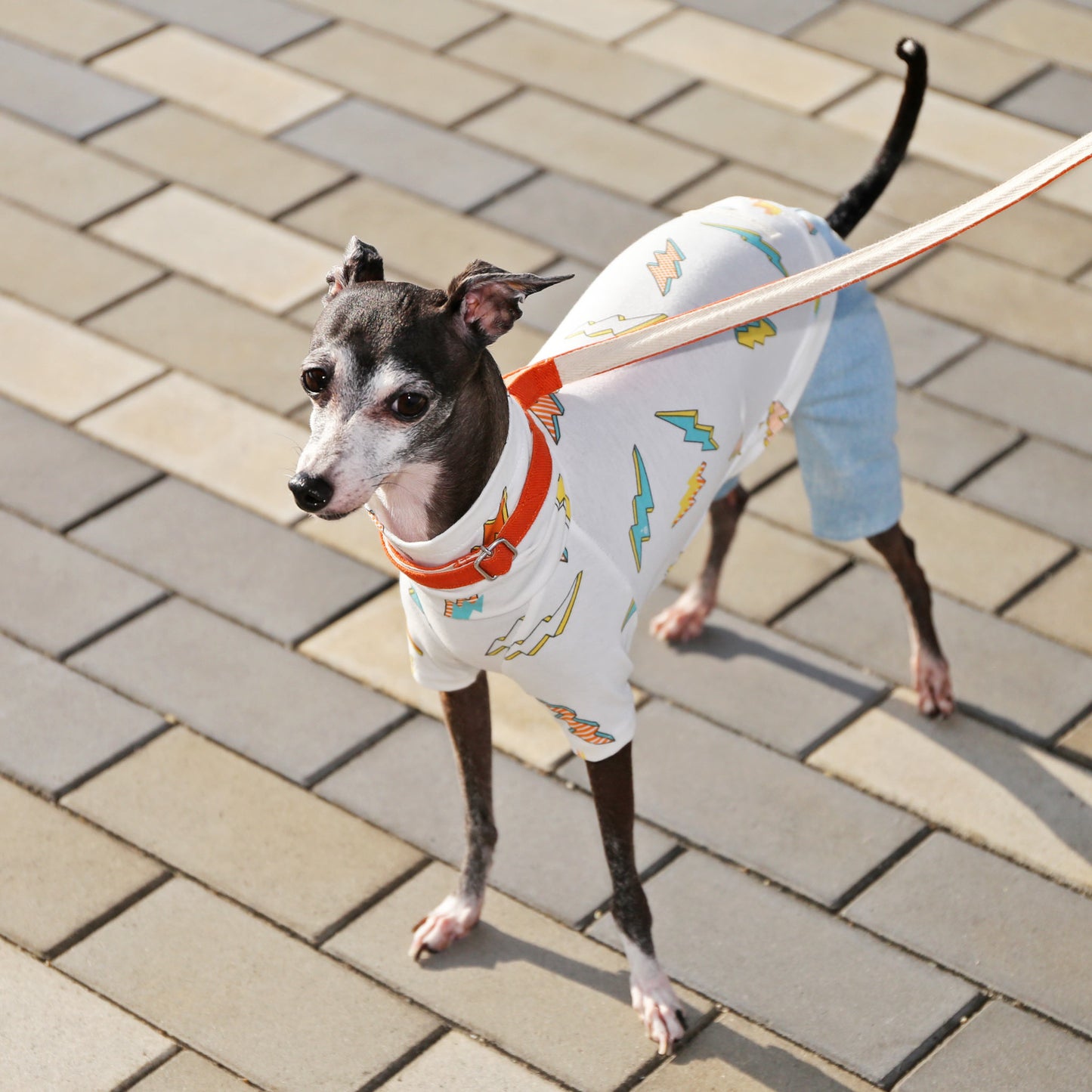 INAZUMA*organic cotton (orange) - Italian Greyhound Clothes