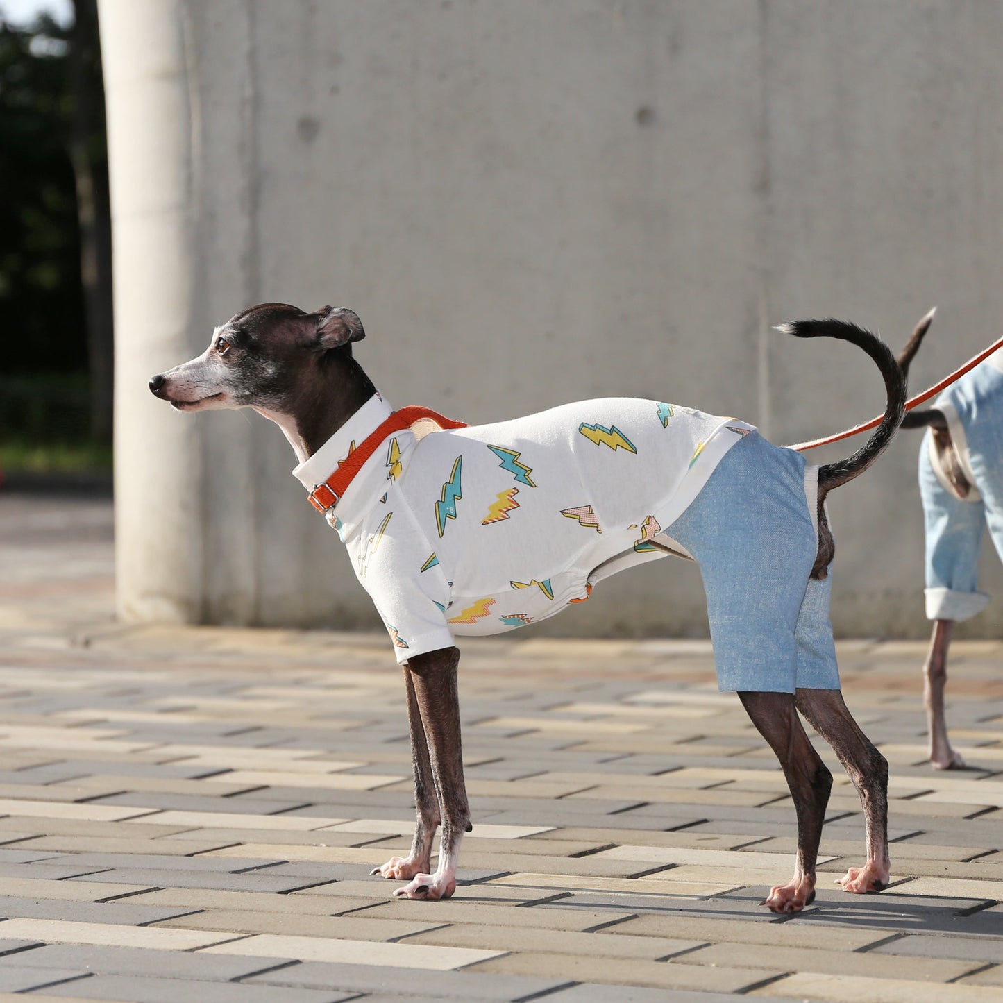 INAZUMA*organic cotton (orange) - Italian Greyhound Clothes