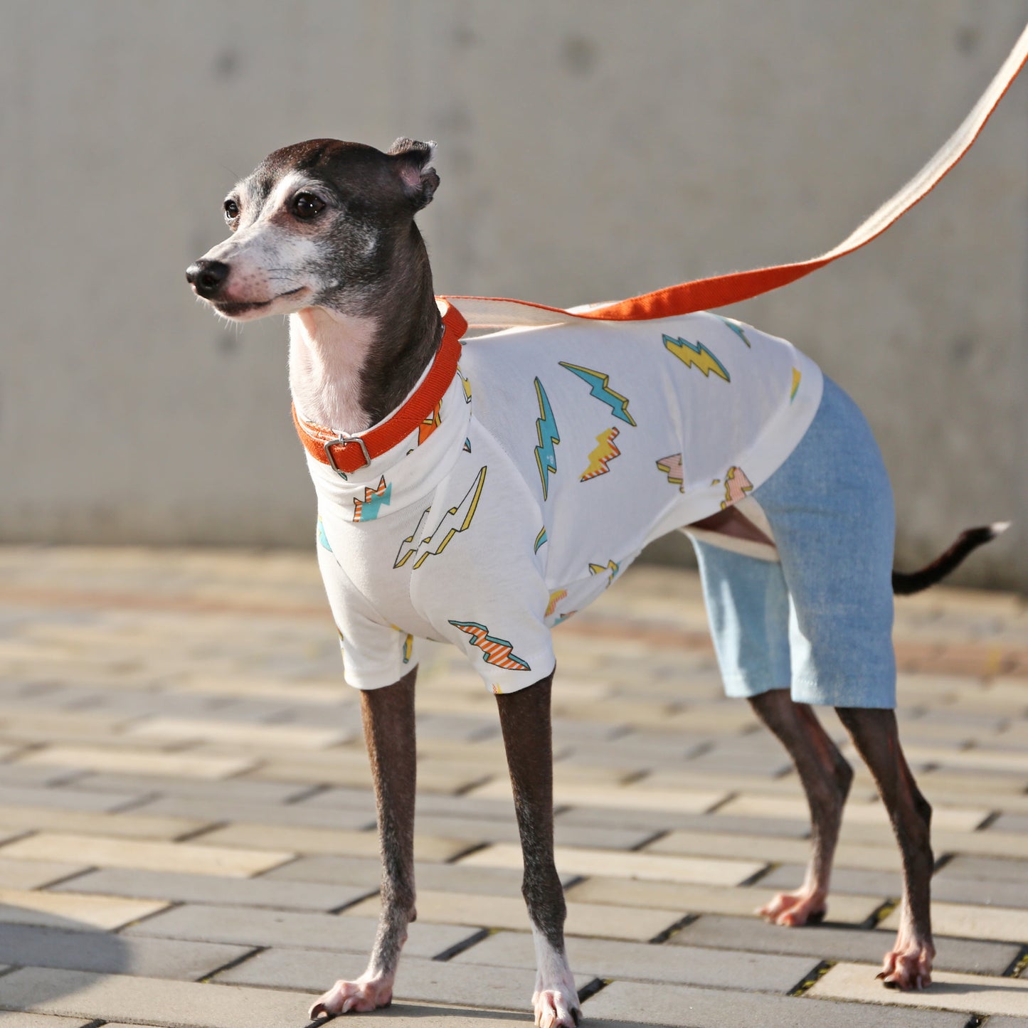 INAZUMA*organic cotton (orange) - Italian Greyhound Clothes