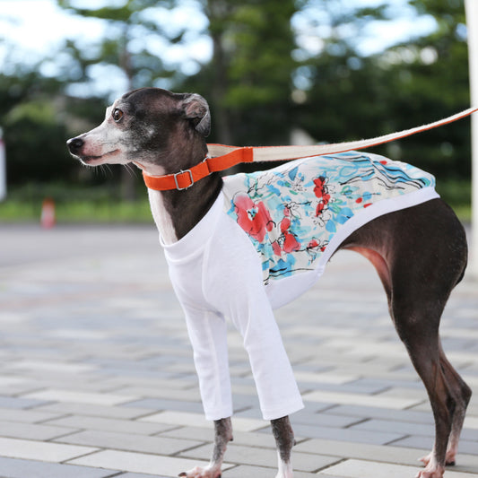 Ester broadcloth (red) - Italian Greyhound Clothes