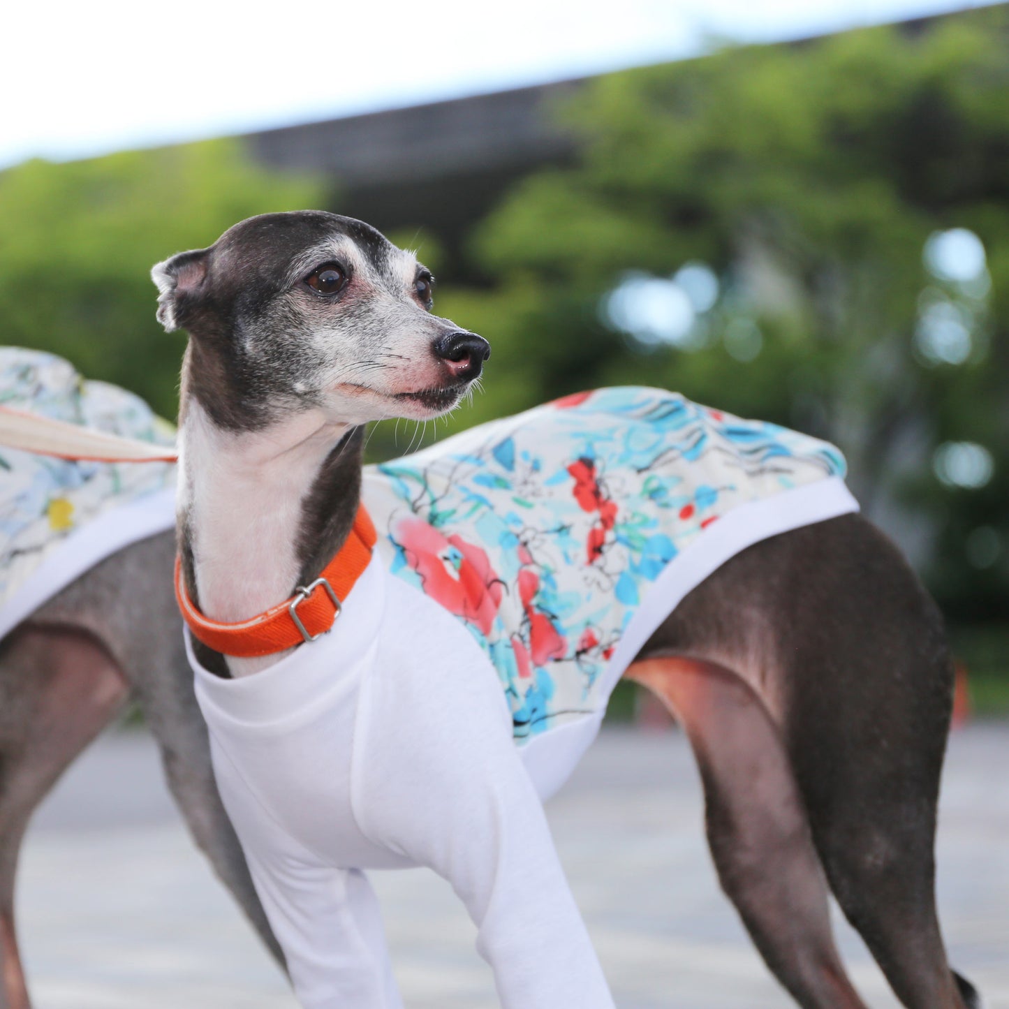 Ester broadcloth (red) - Italian Greyhound Clothes