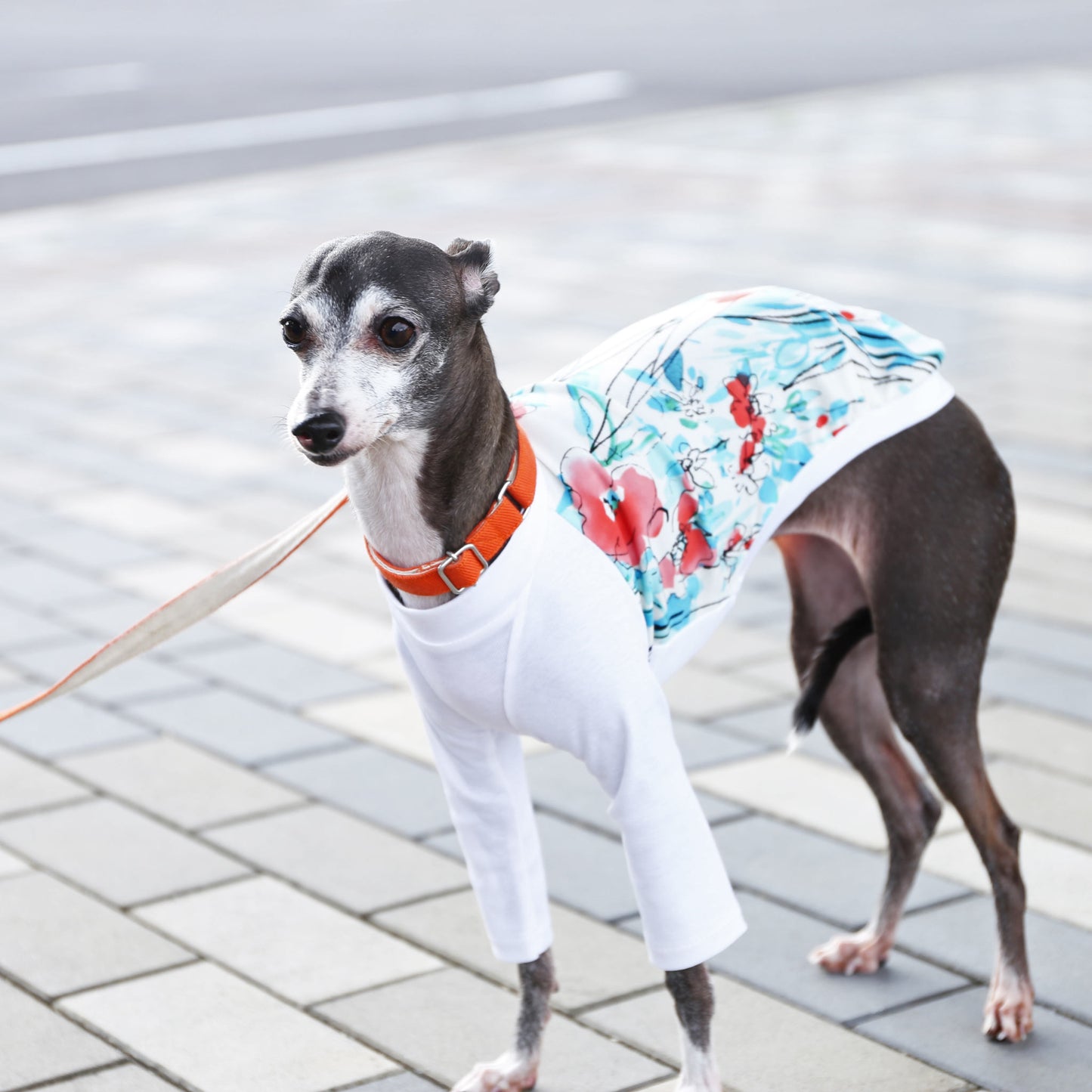 Ester broadcloth (red) - Italian Greyhound Clothes