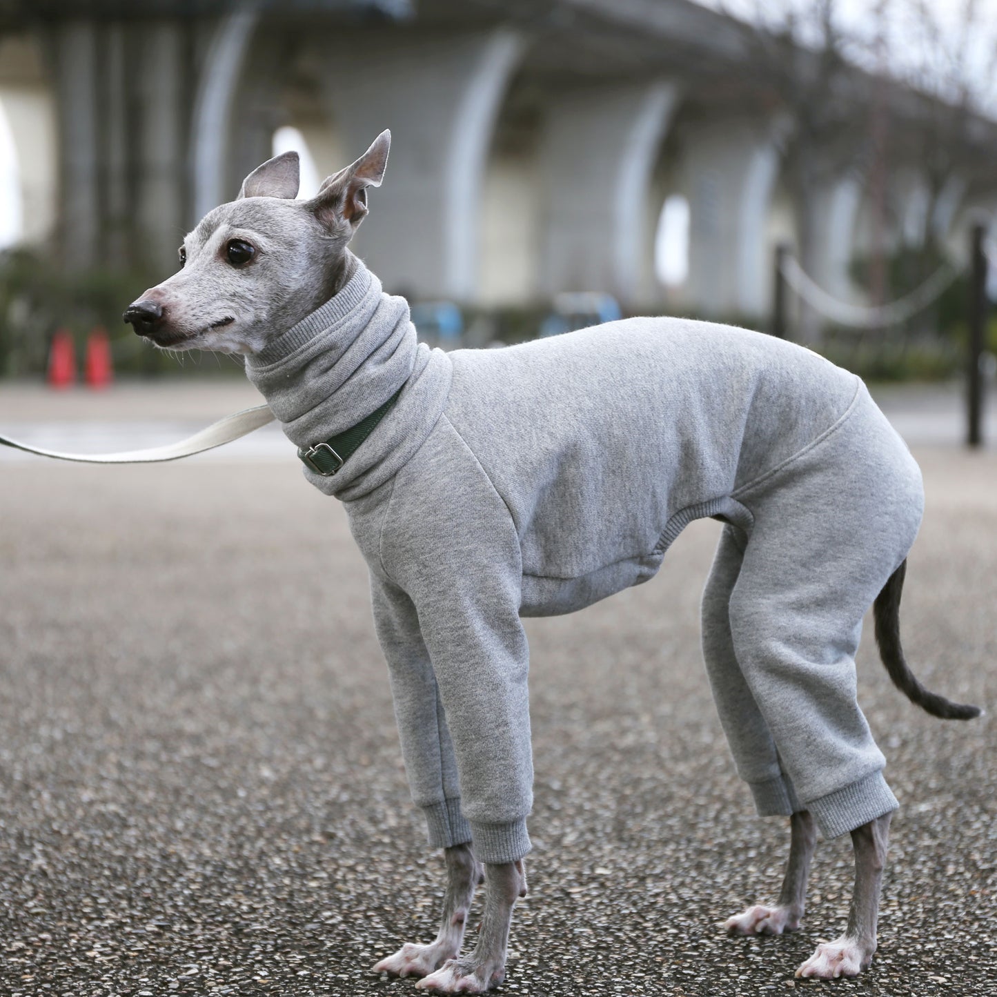 Sweatsuit(lightgray) - Italian Greyhound Clothes