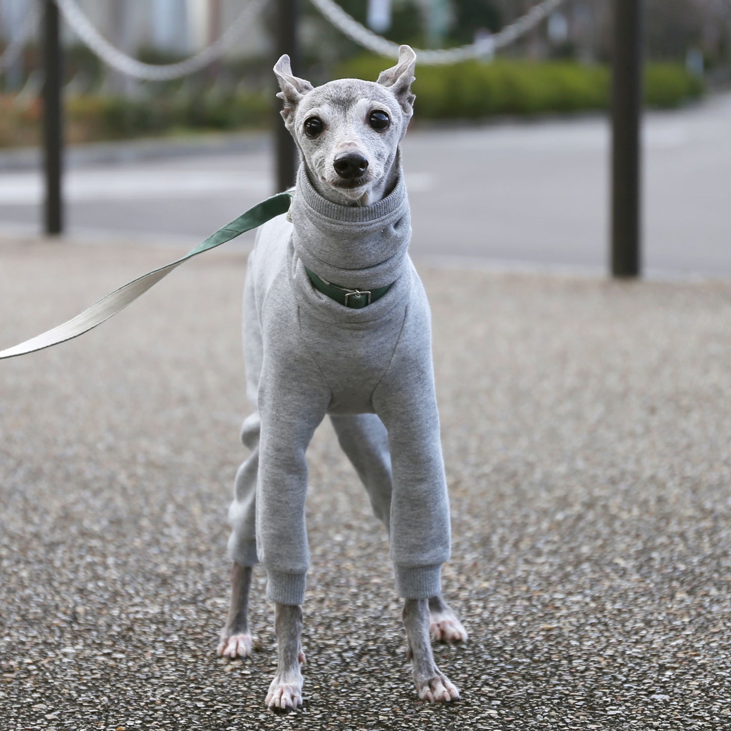 Sweatsuit(lightgray) - Italian Greyhound Clothes