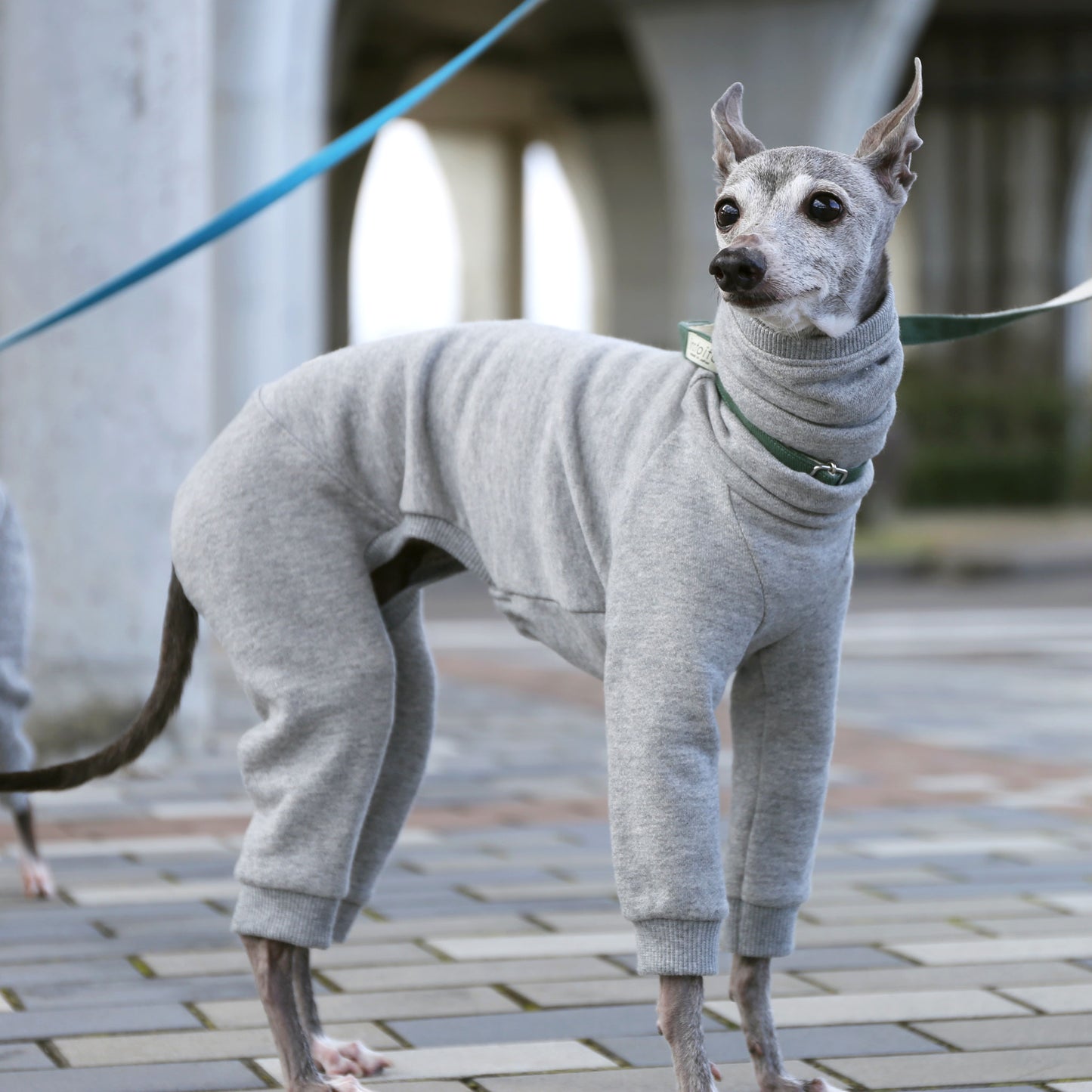 Sweatsuit(lightgray) - Italian Greyhound Clothes