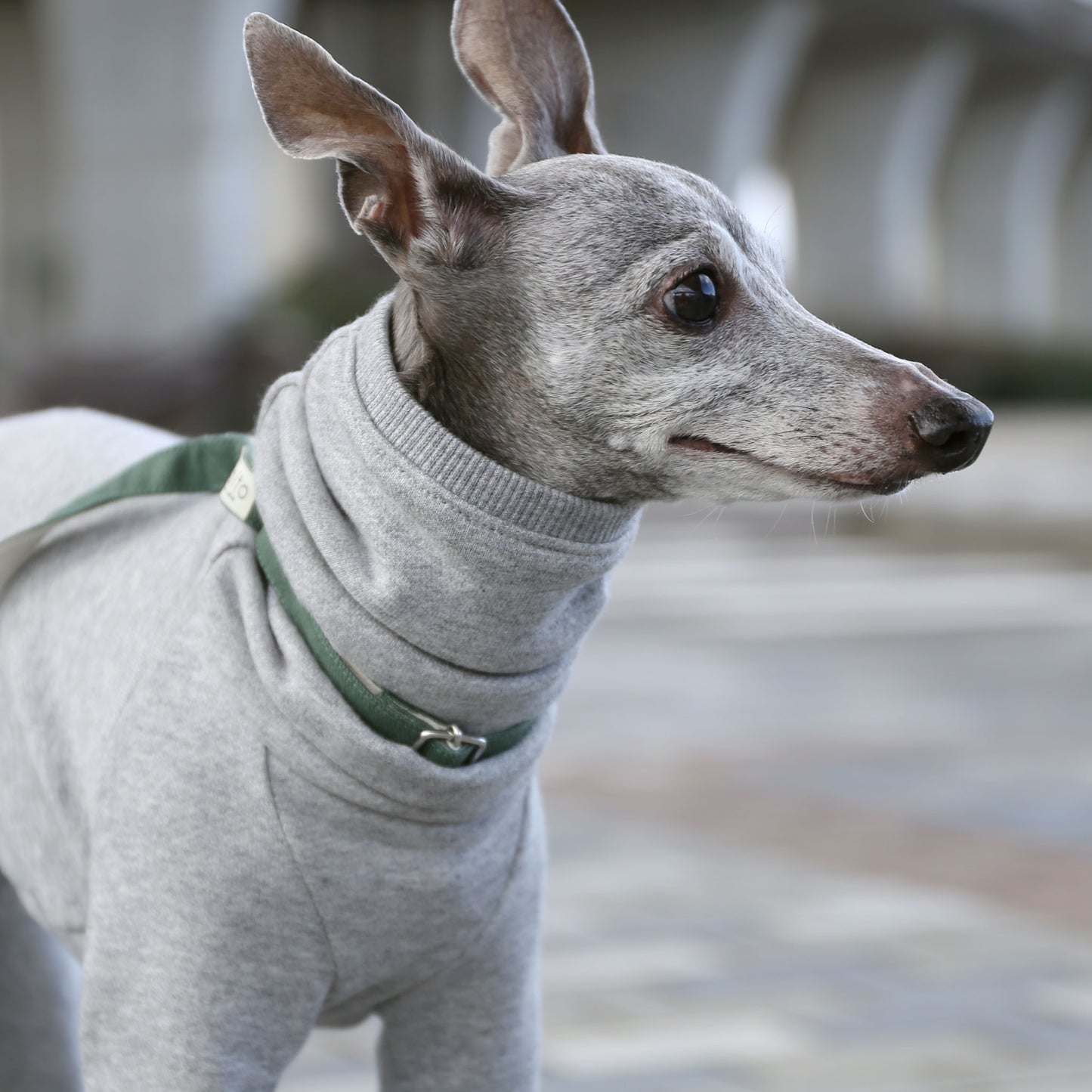 Sweatsuit(lightgray) - Italian Greyhound Clothes