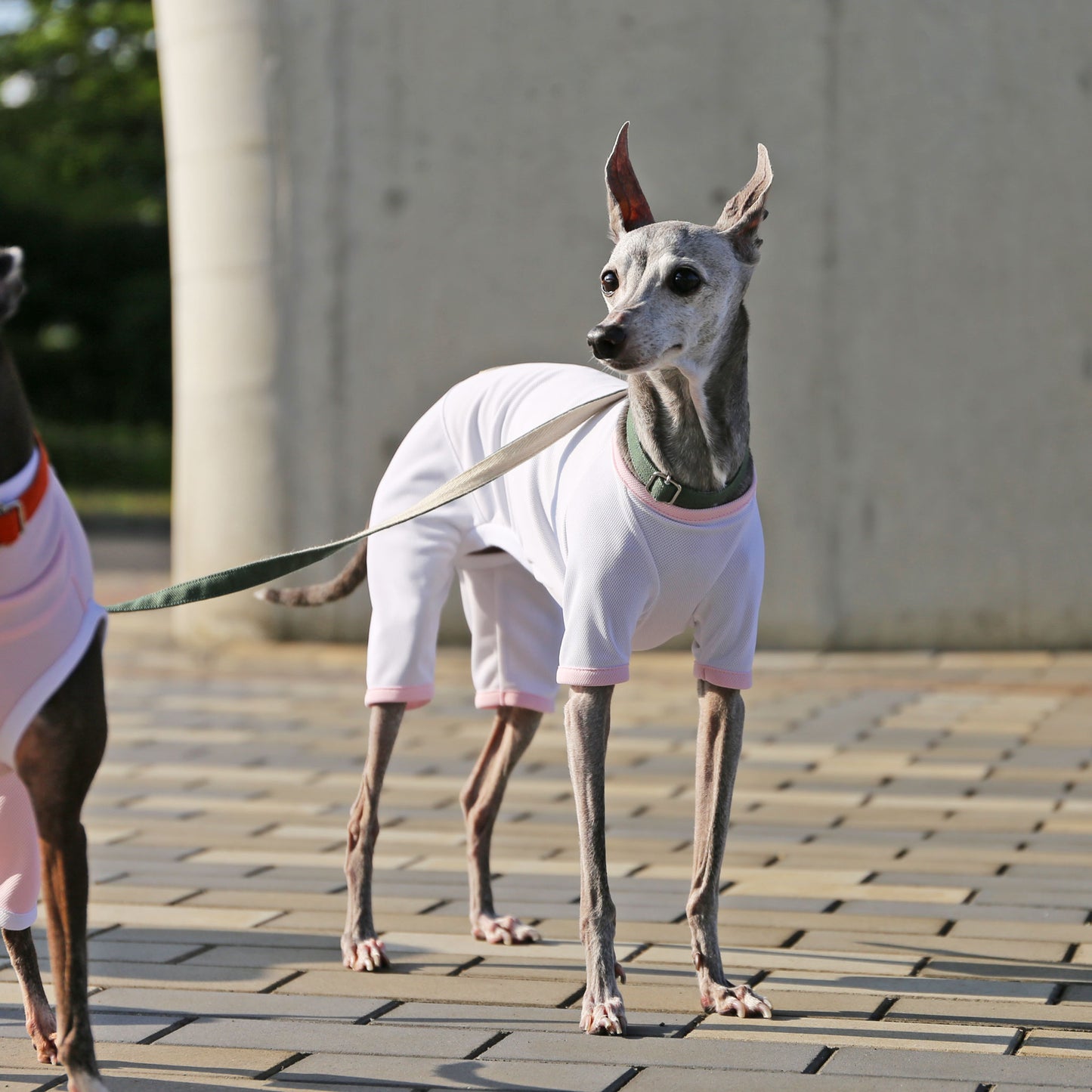 Sports mesh rompers(white) - Italian Greyhound Clothes