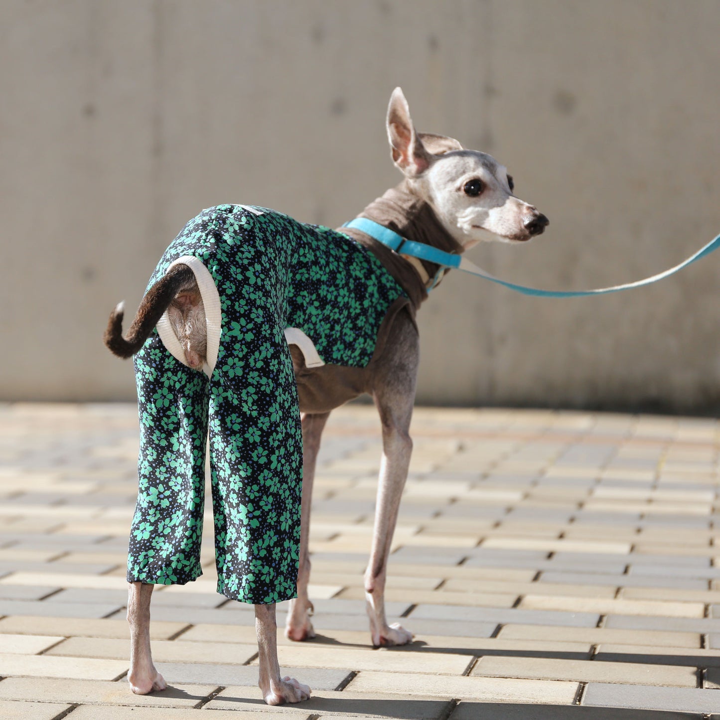 IPEKA & French Linen (green×navy)