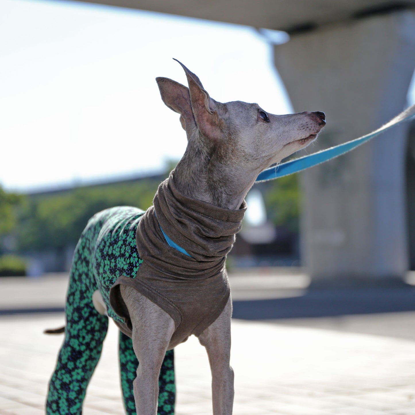 IPEKA & French Linen (green×navy)