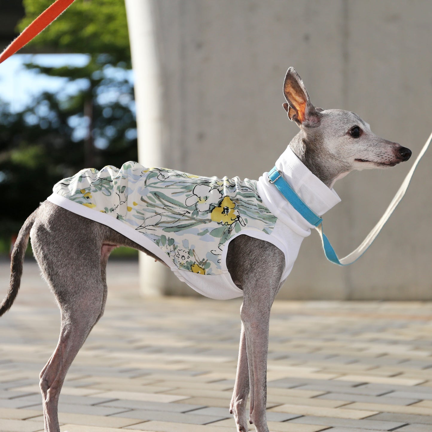 Ester broadcloth (champagne) - Italian Greyhound Clothes