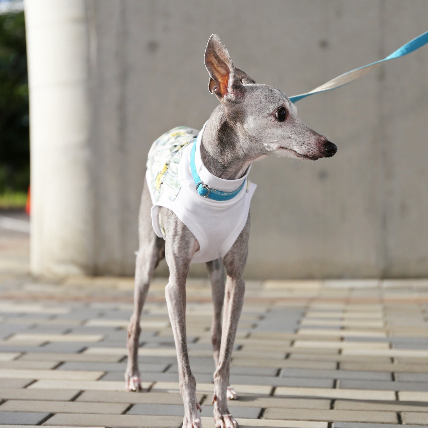 Ester broadcloth (champagne) - Italian Greyhound Clothes