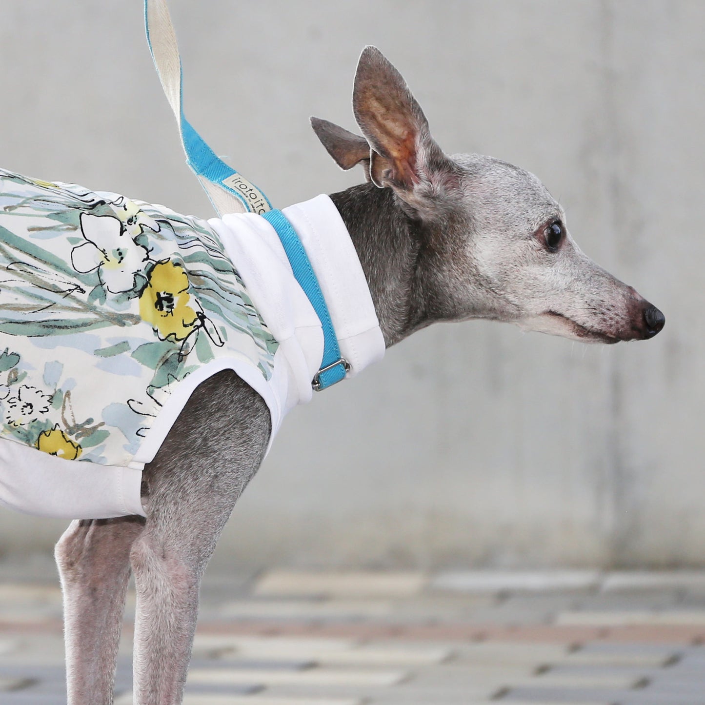 Ester broadcloth (champagne) - Italian Greyhound Clothes